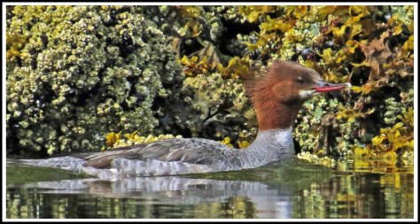 TroupMerganserJun2018-IMG_