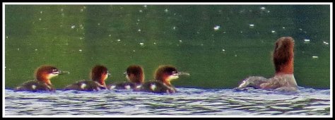 TroupMergansersJun2018-IMG-1