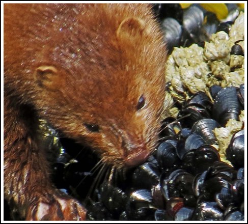 TroupMinkJun2014-IMG_3300_