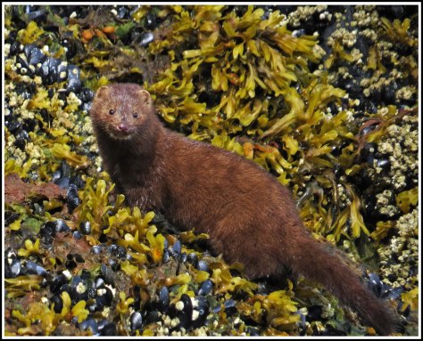 TroupMinkJun2018-IMG_3204_edited-1