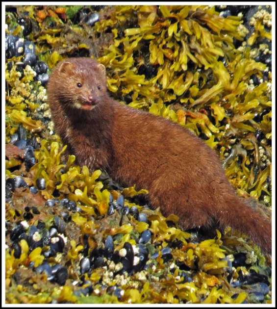 TroupMinkJun2018-IMG_3206_edited-1