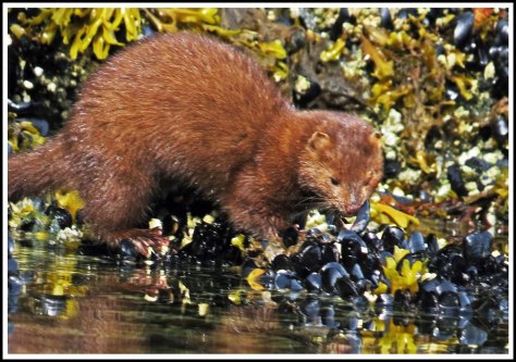 TroupMinkJun2018-IMG_3207_edited-1