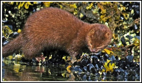 TroupMinkJun2018-IMG_3208_edited-1