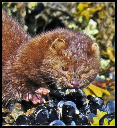 TroupMinkJun2018-IMG_3210_edited-1