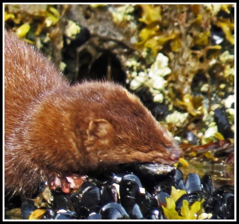 TroupMinkJun2018-IMG_3212_edited-1