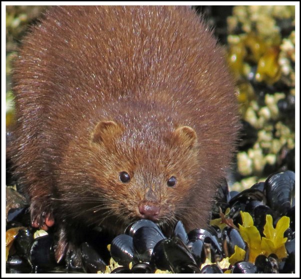 TroupMinkJun2018-IMG_3237_edited-1