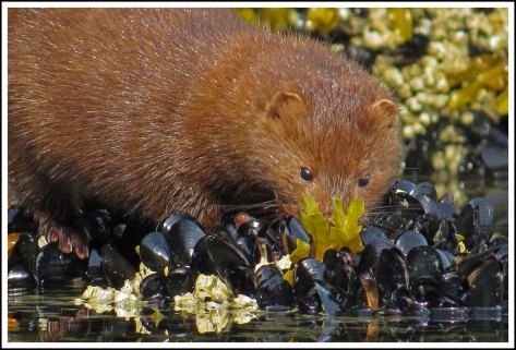 TroupMinkJun2018-IMG_3239_edited-1