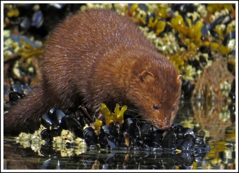 TroupMinkJun2018-IMG_3243_edited-1