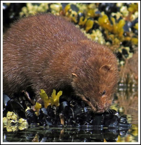 TroupMinkJun2018-IMG_3244_edited-1