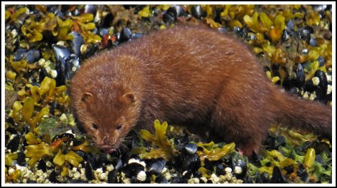 TroupMinkJun2018-IMG_3270_edited-1