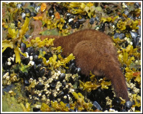 TroupMinkJun2018-IMG_3284_