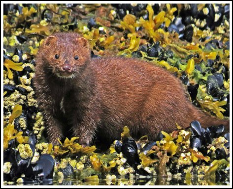 TroupMinkJun2018-IMG_3286_