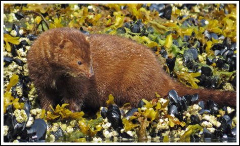 TroupMinkJun2018-IMG_3287_