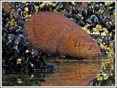 TroupMinkJun2018-IMG_3315_