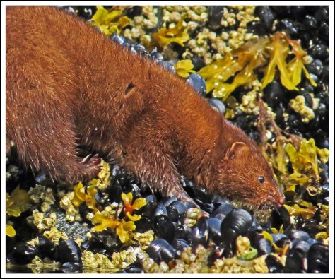 TroupMinkJun2018-IMG_3324_e