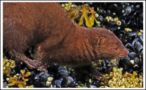 TroupMinkJun2018-IMG_3325_