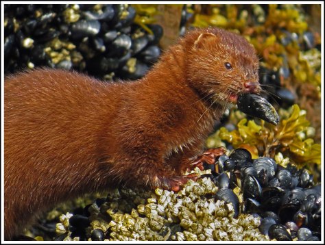 TroupMinkJun2018-IMG_3329_