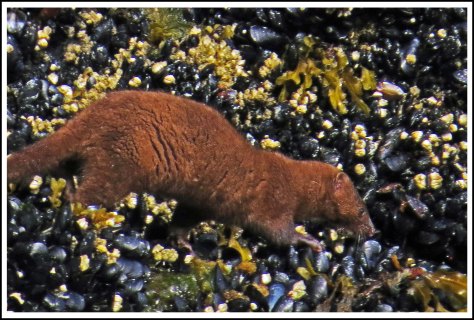 TroupMinkJun2p18-IMG_3202_edited-1