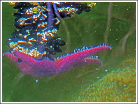 TroupSeaStar-4-IMG_3190_edited-1