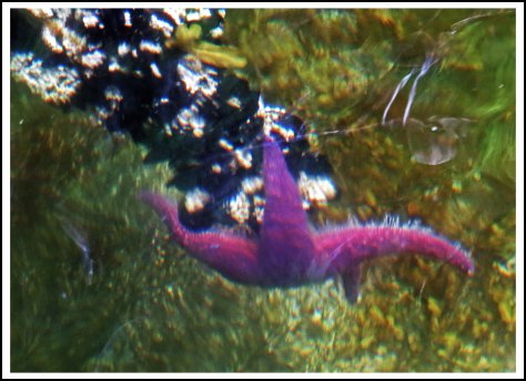 TroupSeastarJun2018-IMG_3174_edited-1