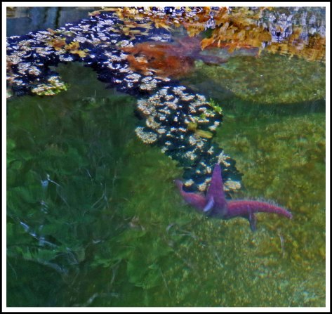 TroupSeaStarJun2018-IMG_3177_edited-1