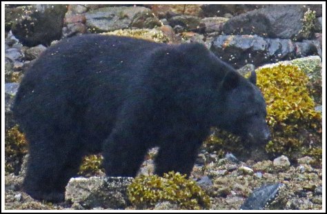 BookerBearAug2018-IMG_3971 (1)_edited-1