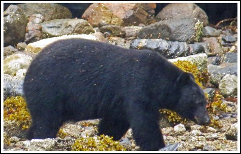 BookerBearAug2018-IMG_3972 (1)_edited-1