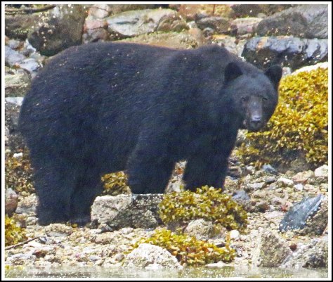 BookerBearSept2018-IMG_3970 (1)_edited-1