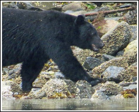 BookerBearSept2018-IMG_3976 (1)_edited-1