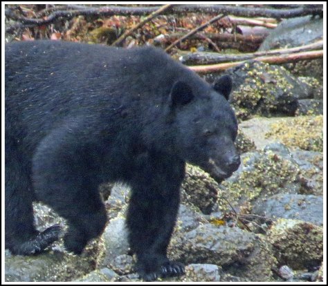 BookerBearSept2018-IMG_3979 (1)_edited-1