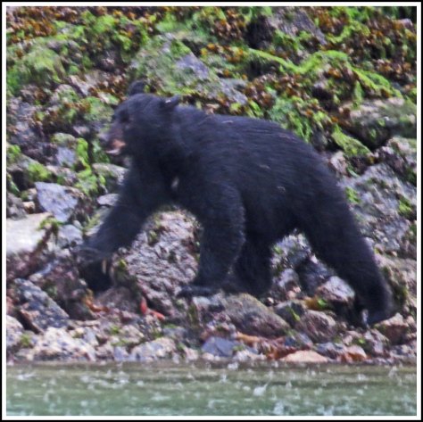 BookerBearSept2018-IMG_4951_edited-1