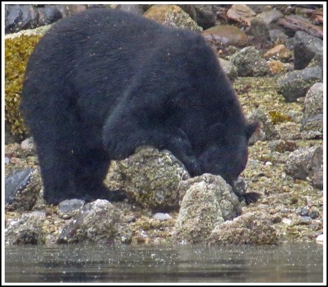 BookerBearSept2018IMG_3973 (1)_edited-1