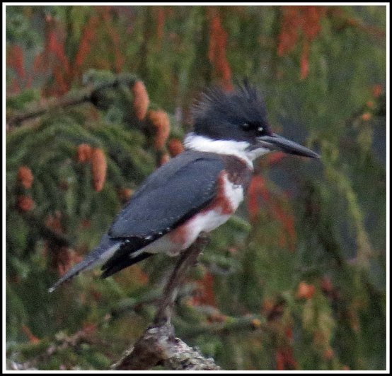 BookerKingfisherSept2018-IMG_4004 (1)_edited-1