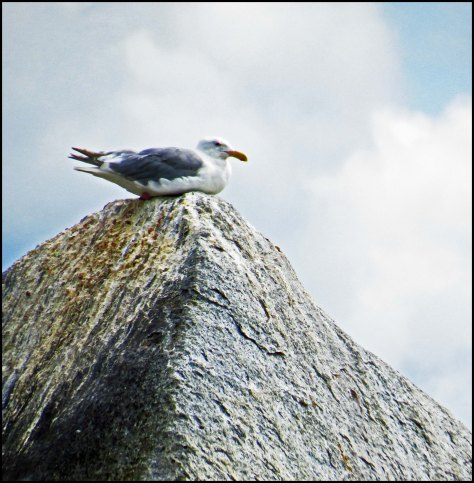 BookerSeagullAug218-IMG_3875_edited-1