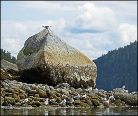 BookerSeagullsAug2018-IMG_3868_edited-1