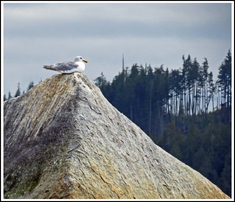BookerSeagullsAug2018-IMG_3926_edited-1