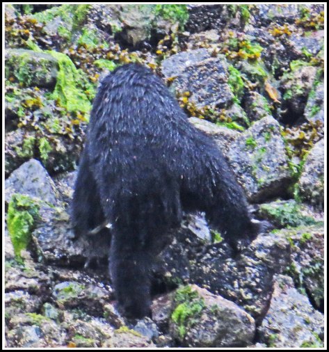 BoootlegBearSept2018-IMG_4928_edited-1