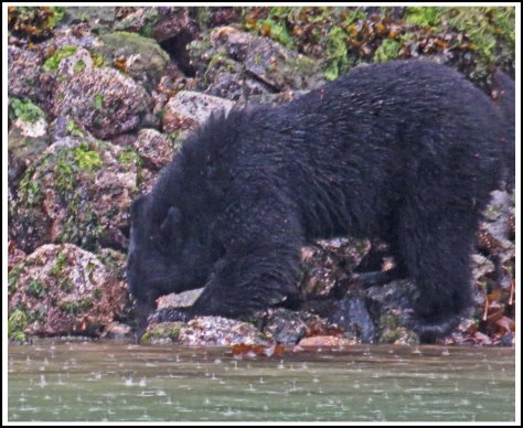 BootlegBearSept2018-IMG_4917_edited-1