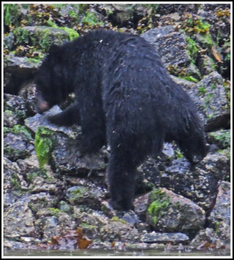 BootlegBearSept2018-IMG_4937_edited-1