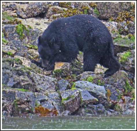 BootlegBearSept2018-IMG_4962_edited-1