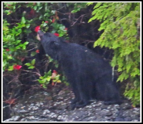 BootlegBearSept2018-IMG_4975 (1)_edited-1