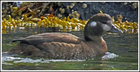 BootlegHarlequinSept2018-IMG_4630_edited-1