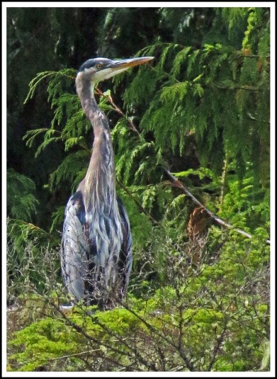 BootlegHeronSept2018-IMG_4455_edited-1