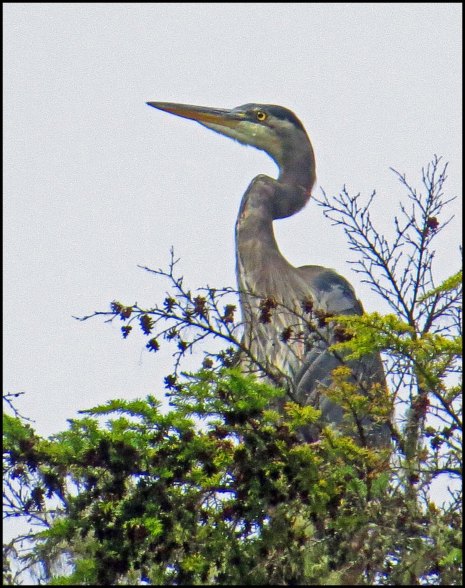 BootlegHeronSept2018-IMG_4509_edited-1