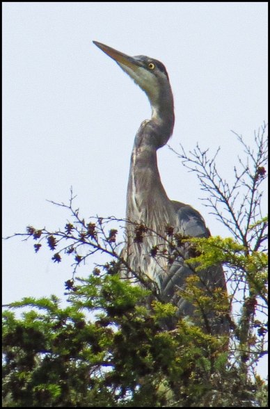 BootlegHeronSept2018-IMG_4516_edited-1