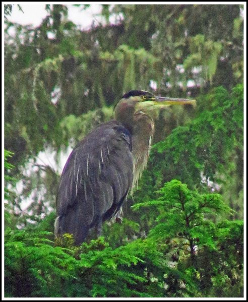 BootlegHeronSept2018-IMG_4770 (1)_edited-1