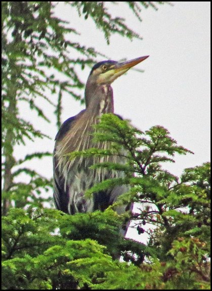 BootlegHeronSept2018-IMG_4793 (1)_edited-1