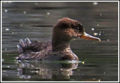 BootlegHoodedMerganserSept2018-IMG_4369_edited-1