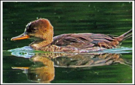 BootlegHoodedMerganserSept2018-IMG_4378_edited-1