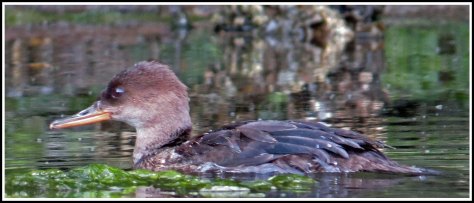 BootlegHoodedMerganserSept2018-IMG_4410_edited-1